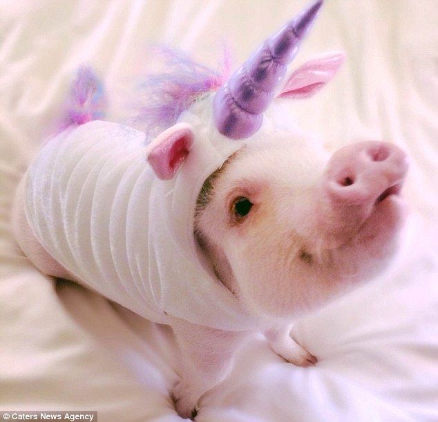 Another outfit: The animal also owns this well-fitted unicorn suit …