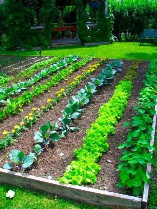 Another Really Nice Vegetable Garden. If you click this photo youll find 101 Gardening Secrets that the experts never told you.