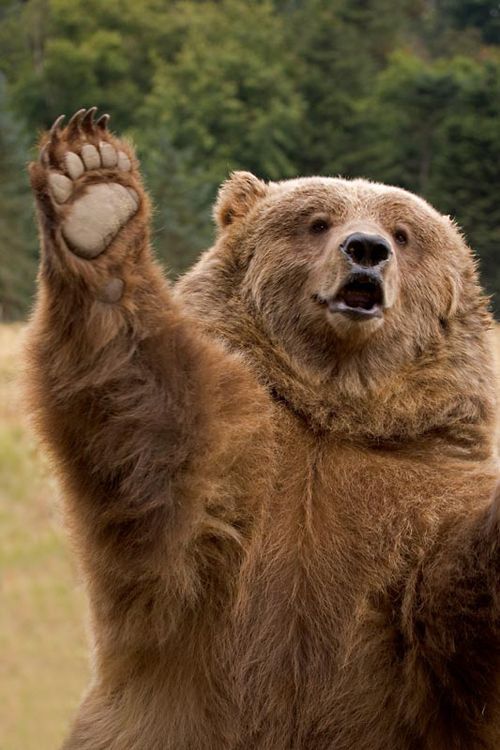 Bears who think they are hailing a cab are common in areas with poor or limited public transportation