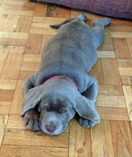 Begley the Labrador Retriever-Area rug impression!