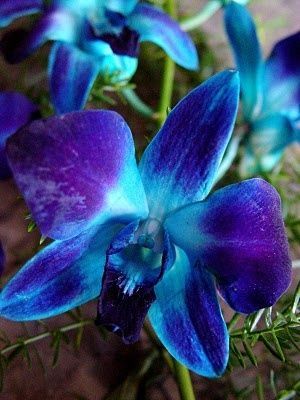 Blue Dendrobium Orchids  Lydia has a blue orchid tattooed on her lower back