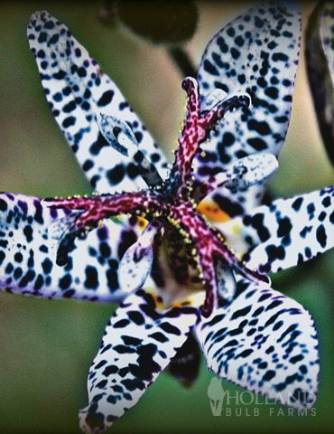 Blue Wonder Toad Lily – a full shade plant will be a new addition to my shaded garden this coming year…