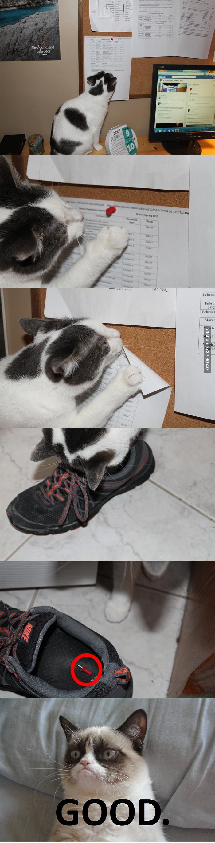 cats . only repinning is because i have the same nikes lol and i am sure rasc would do this