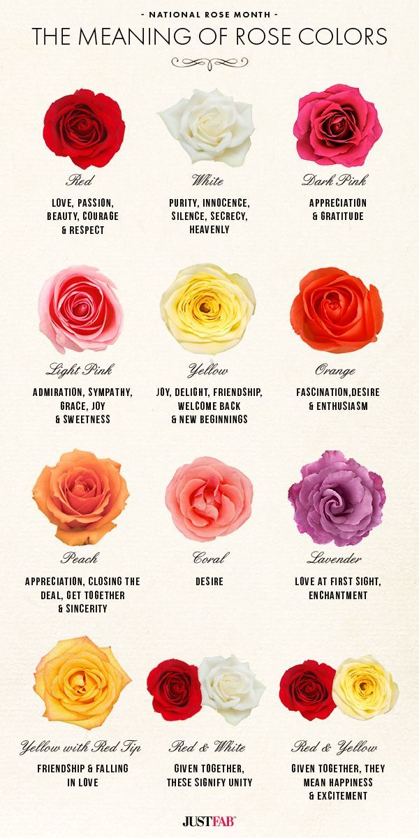 DIY a thoughtful bouquet of roses! Learn the meaning of your favorite rose colors with this infographic. #flowers