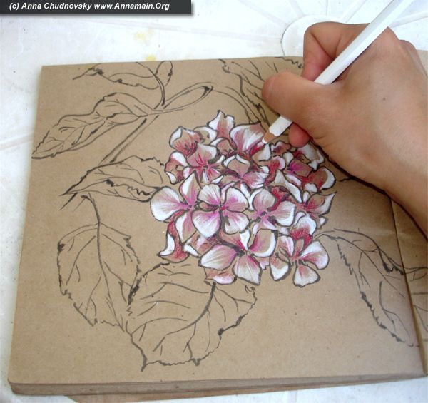 Everyone is unique, and it’s worth to show it – How to draw hydrangea flowers, part I