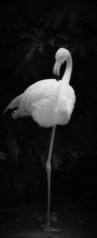 Flamingo. Unique. Black and White Photography. Sophisticated. Beauty. Nature. Natural. Unorthodox. Alternative.