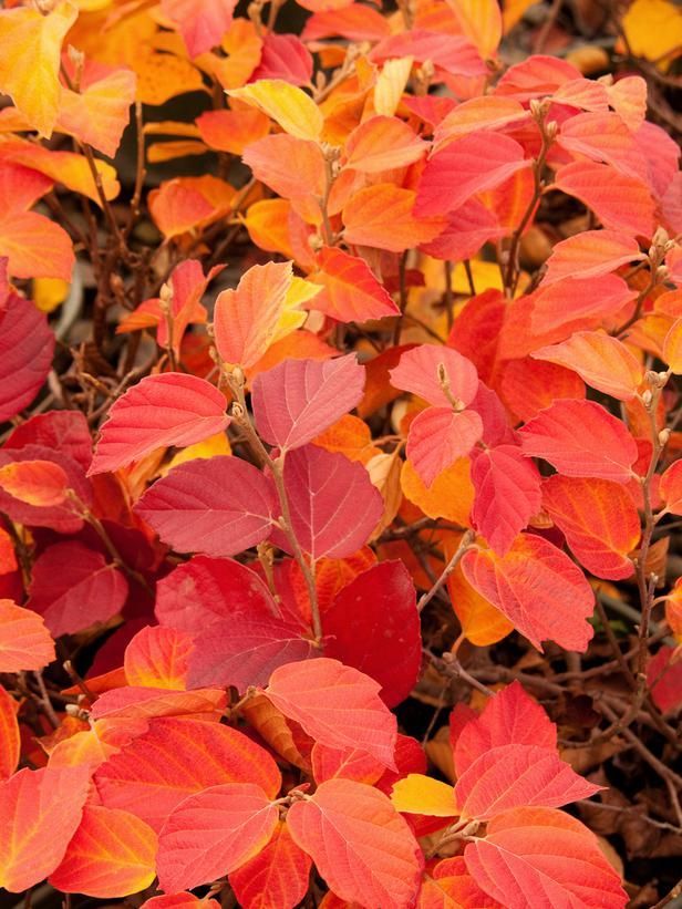 Fothergilla, a deciduous shrub, offers white flowers in spring and glorious fall color.