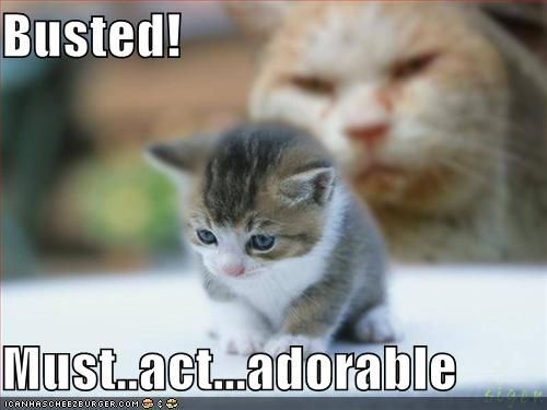 funny animal pictures with captions | Funny Cute Kittens | In Photos | Funny And Cute Animals