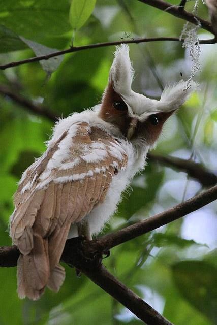 Funny Wildlife, Crested Owl, whooo are you, who, who, who, who