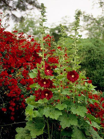 Hollyhock is drought tolerant once established. Grows in narrow rows and 6-8 tall. Sun to partial shade.