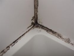 How to clean moldy caulking. Pinner said…This is AMAZING! I had tried everything and in the end all it took was some cheap