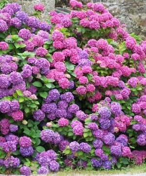 How To Get A Hydrangea To Flower  Why Arent My Hydrangeas Blooming