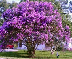 How to Grow Crape Myrtles  Growing, caring for, fertilizing, watering, propagating and more!