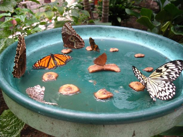 How To Make A Butterfly Feeder To Attract Butterflies