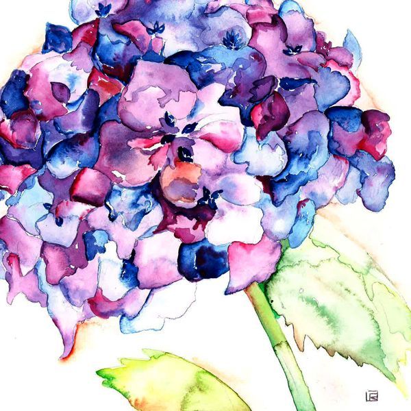 hydrangea watercolor – Google Search