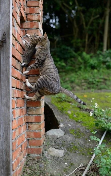 It is a fantastic moment, the photo, mom cat with baby during the jump to there home above.