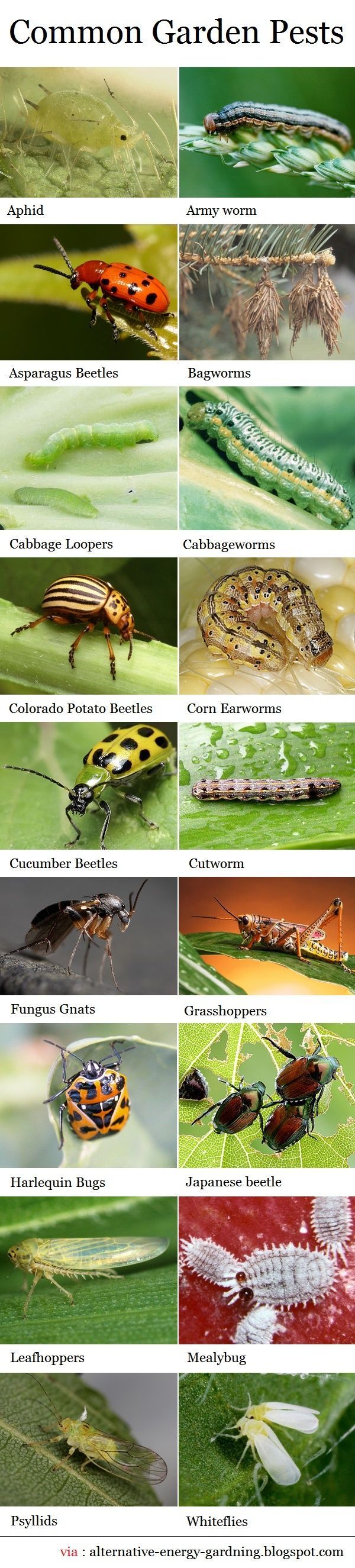 Lets face it – there isnt a gardener or farmer who hasnt come across one of these pests, while working in their organic garden. By