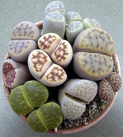 Lithop plants. I used to have one, but it died. They look like brains growing more brains.