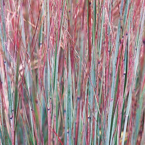 Little Bluestem A lovely, tough-as-nails prairie native, little bluestem offers gray-green leaf blades that turn bold shades of
