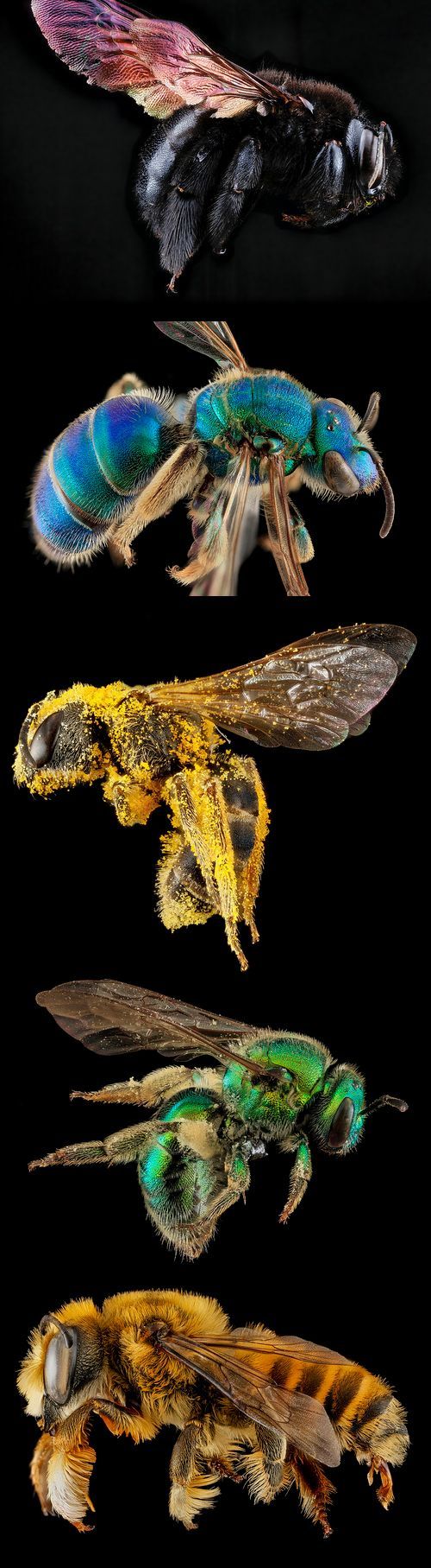 Macro bee portraits by Sam Droege.  Used to distinguish and catalog the thousands of bee species in North America.
