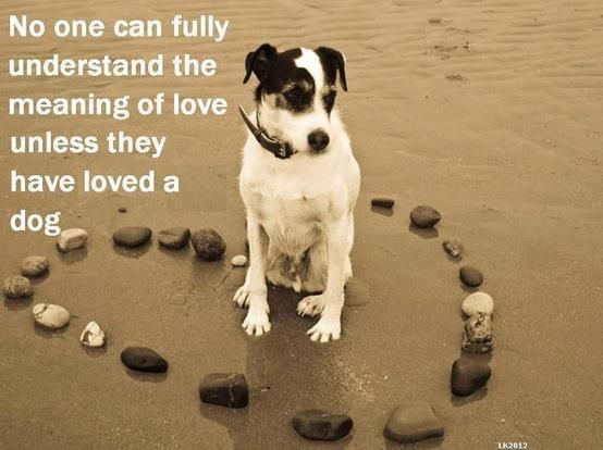 No one can fully understand the meaning of love unless they have loved a dog…. amen!