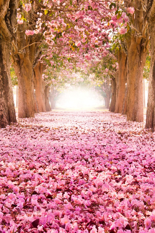 Pink Blossom Trees
