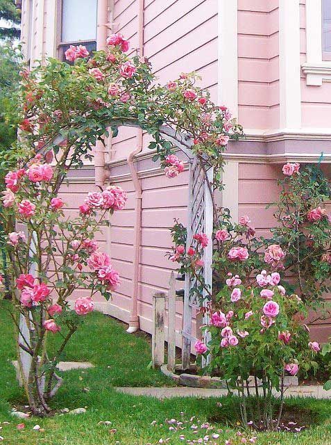pink garden…not sure Id go as far as painting the house PINK!  I dont mind looking at it at all, though!
