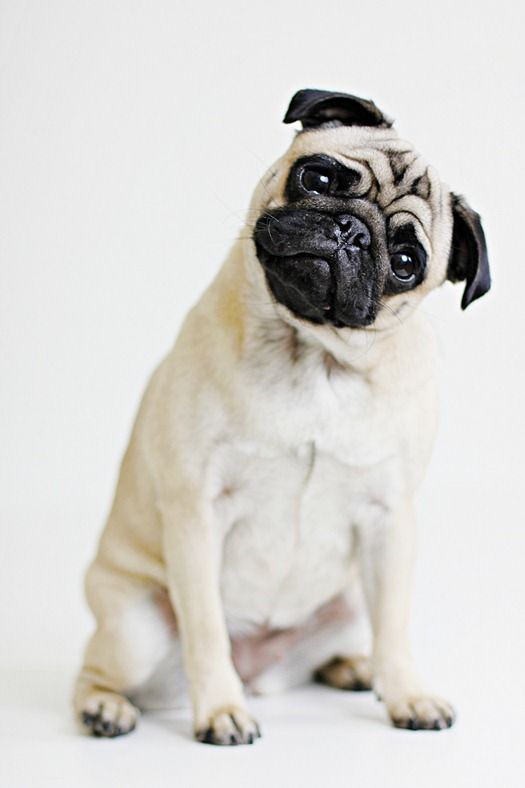 Pug ~ how I love it when they tilt their head listening to your voice!