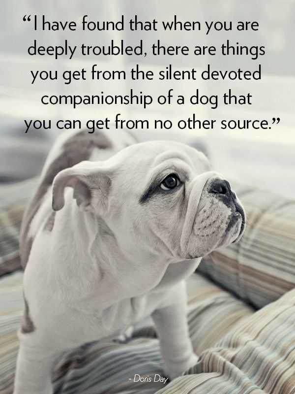 Quotes About Dogs – Dog Quotes – Good Housekeeping