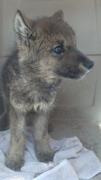 Rescued Idaho puppy turns out to be a wolf! Watch out sweetheart, wolves arent safe in Idaho. I hope no one shoots your mama.