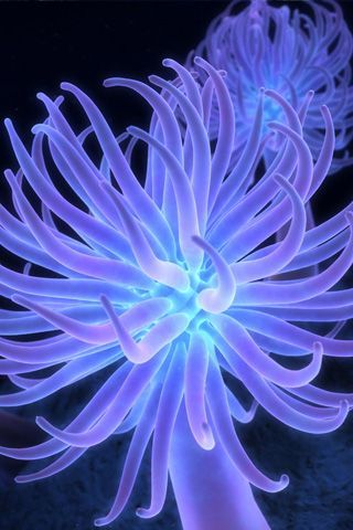 Sea anemones are a group of water-dwelling, predatory animals of the order Actiniaria; they are named after the anemone, a