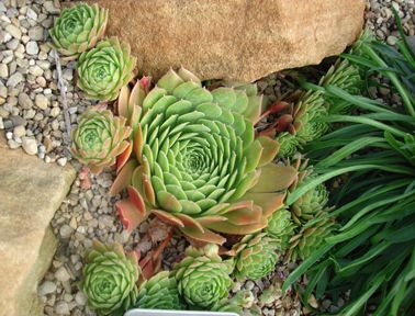 Succulent identification chart & growing info, climate zones, conditions, etc. for a wide variety of succulents