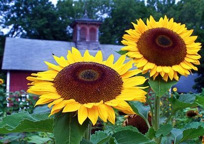 Sunflowers. Possibly a good option along the fence line for both privacy and a tasty snack.