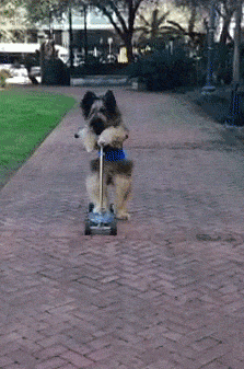 The 47 Absolute Greatest Dog GIFs Of 2013