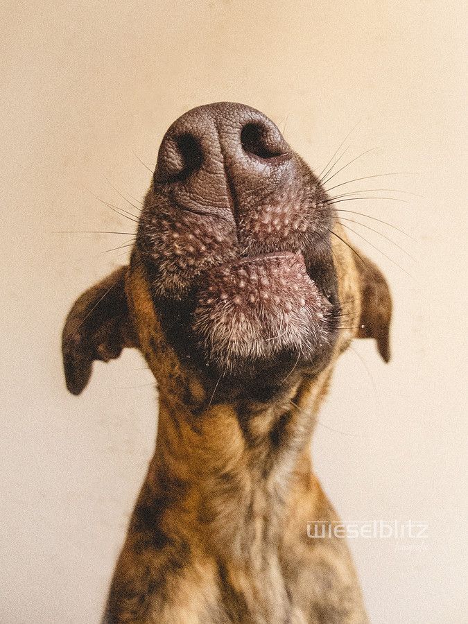 The Secrets to Taking Awesome Dog Portraits via 500px