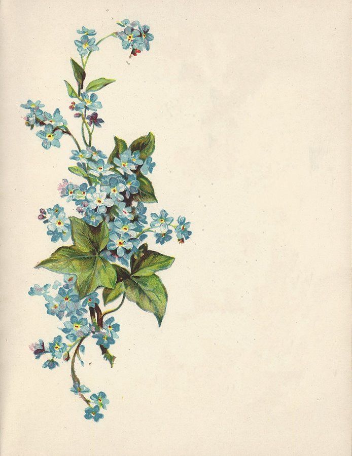 These little blue beauties are called forget-me-nots. Imagine them embroidered on a dress bodice or a silk purse #Spring2014