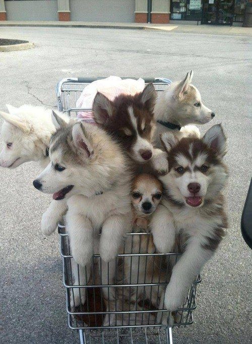 This shopping cart full of husky puppies (with a Chihuahua bonus). | 31 Pictures Of Baby Animals To Remind You The World Is