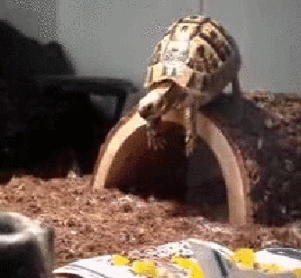 This turtle who just totally underestimated the distance he had to jump: | 28 Animals Who Have Made A Huge Mistake
