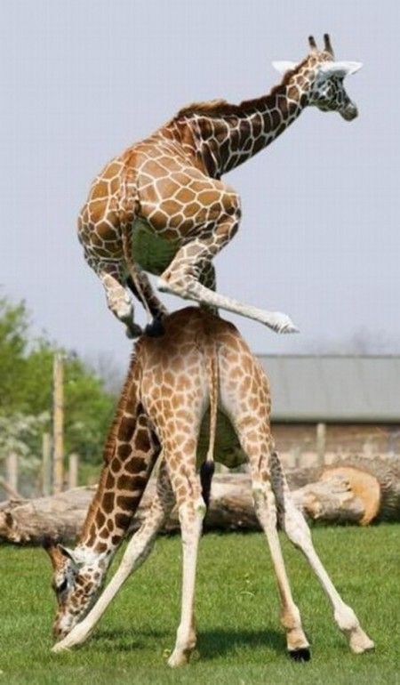 To make you feel better heres a picture of two geeraffes playing leap frog. C: