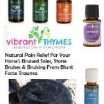 Top 5 essential oils for bruised soles, stone bruises and bruising from blunt force trauma in the horse