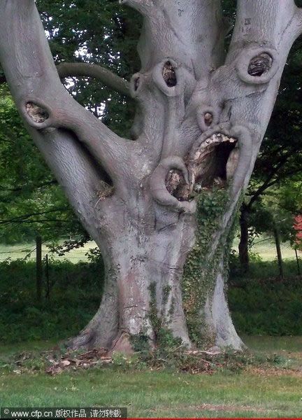 Unusual tree