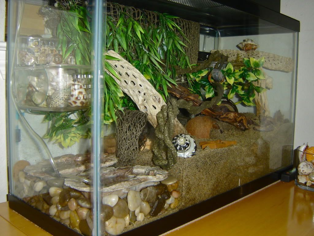 Using plexiglass to keep the sand out of the pools in the crabitat