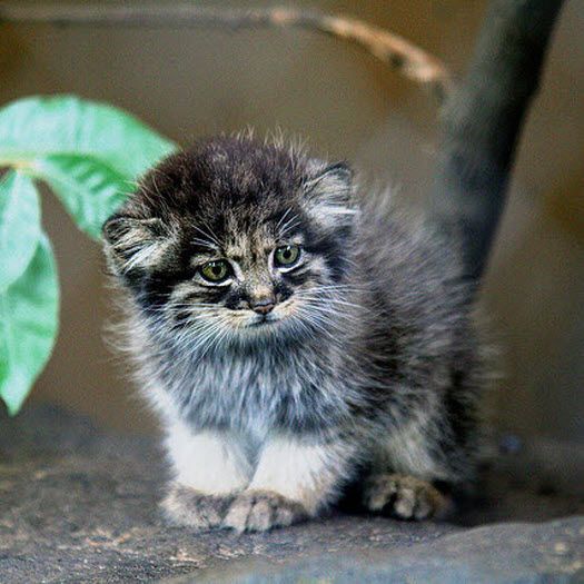 What an awesome wild cat – a baby Pallas’s cat. Such a beauty. Not much bigger than our domestic cats – and is now