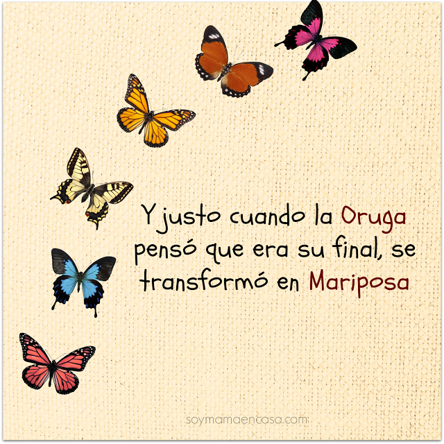 Y justo cuando la Oruga pens que era su final, se transform en Mariposa #frasespositivas #mariposas