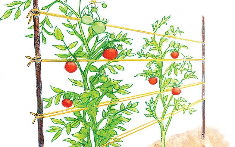 A Cats Cradle for Tomatoes: Organic Gardening