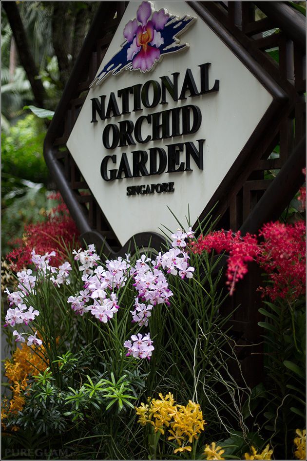 Amazing flowers and orchids at National Orchid Garden – visiting beautiful Singapore Botanical Garden – Singapore, Asia