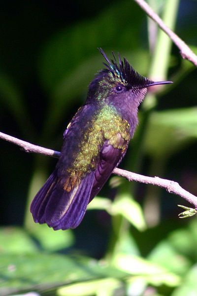 Antillean Crested Hummingbird, Welcome to Hummingbird Ranch Vacation House in Southeastern Arizona. 3 Ghost towns, tons of history