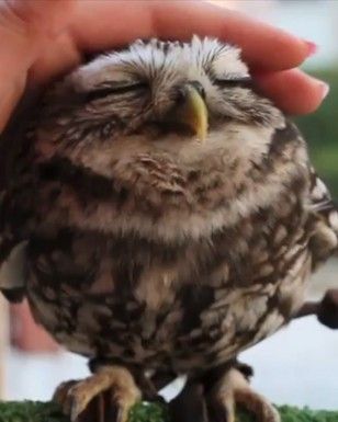 Baby Owl Pictures: Photos of Cute Animals, Young Owls