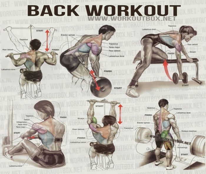 Back Workout – Healthy Fitness Workout Shoulder Delta Sixpack Ab – FITNESS HASHTAG