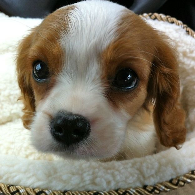 Cavalier King Charles Spaniel Puppies Are The Cutest Puppies To Ever -Look at that sweet face.